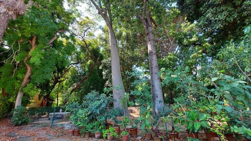 Un angolo dell'Orto Botanico di Palermo visibile direttamente da Villa Giulia