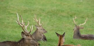 Troppi daini nelle Madonie: richiesto lo stato di emergenza, il WWF chiede obiettivi misurabili Un gruppo di daini per dire che sono troppi i daini nelle Madonie